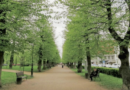 В выборгском парке Ленина вместо больных деревьев высадят новые