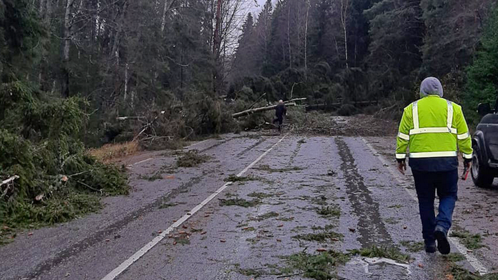 тысячу деревьев повалил ураган в ленобласти