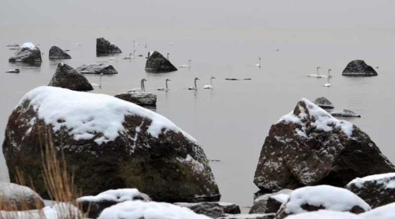 Охотнадзор опубликовал видео зимующих в Финском заливе лебедей