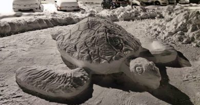 Большая морская черепаха поселилась в одном из дворов Выборга
