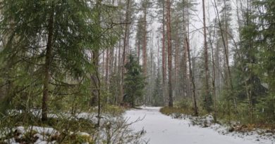 Десять человек в январе заблудились в лесах Ленобласти
