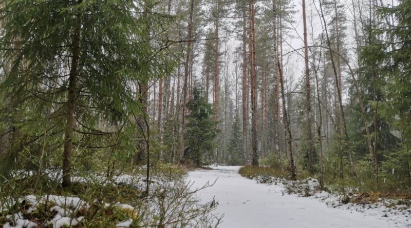 Десять человек в январе заблудились в лесах Ленобласти