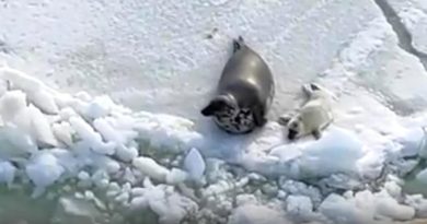 Видео маленьких тюленят вместе с их мамами появилось в соцсети