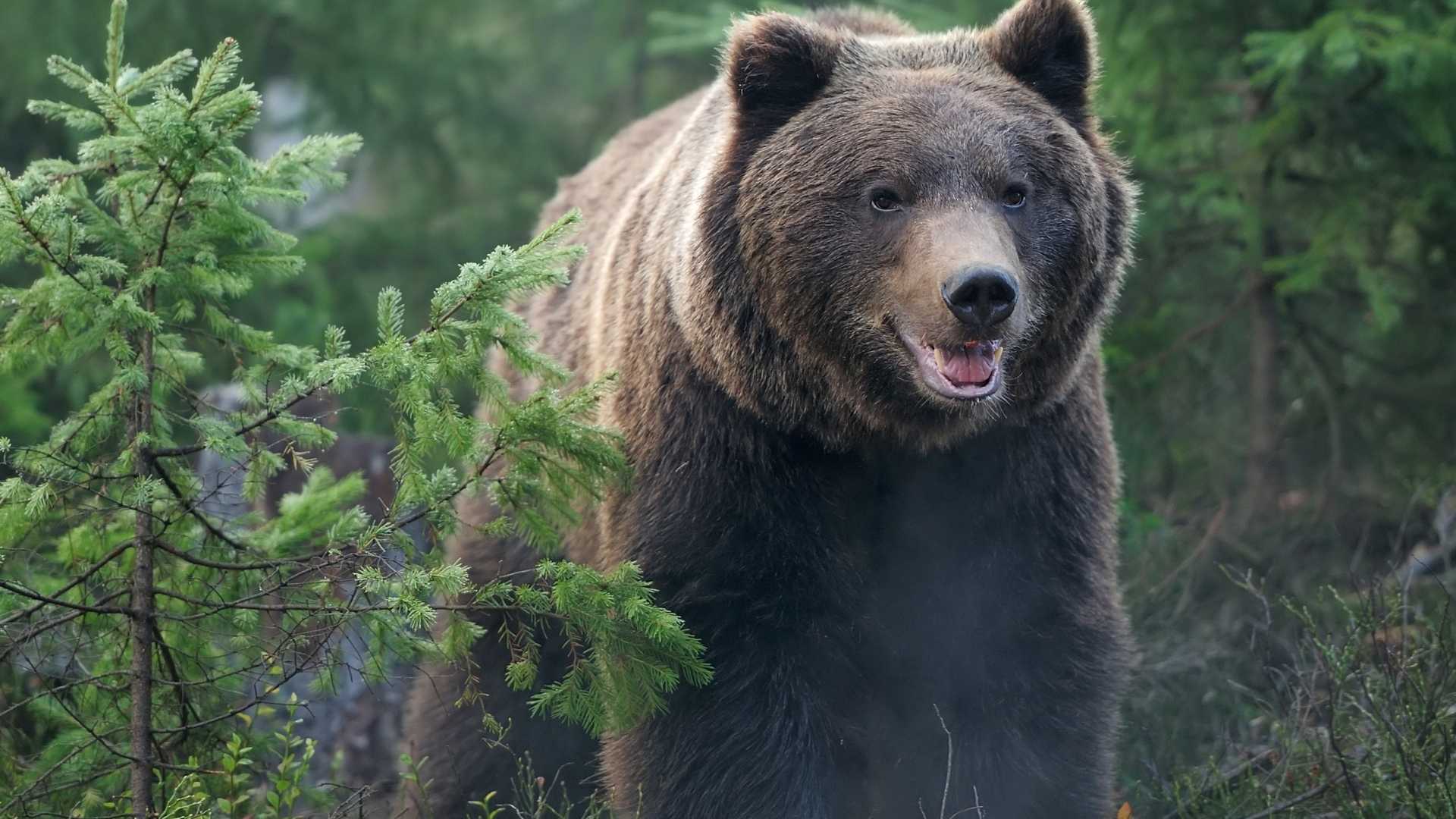 Бурый медведь порядок. Бурый медведь в Ленинградской области. Медведь в тайге. Медведь Сибирь. Фото медведя в лесу.