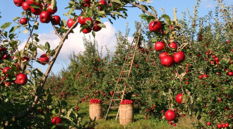 https://pixabay.com/ru/photos/яблоки-фруктовый-сад-яблони-1873078/