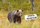Прогноз погоды в Выборге на следующую неделю с 19 по 25 октября 2026 Прогноз погоды в Выборге на следующую неделю с 19 по 25 октября 2026