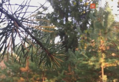 В Ленобласти обследовали более двух тысяч гектаров леса для защиты от короеда В Ленобласти обследовали более двух тысяч гектаров леса для защиты от короеда