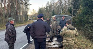 Не ушел от ответственности: в Ленобласти задержан мужчина с расчехленным ружьем после гибели лося Не ушел от ответственности: в Ленобласти задержан мужчина с расчехленным ружьем после гибели лося